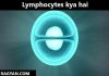 Lymphocytes kya hai