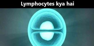 Lymphocytes kya hai